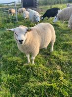 Mooie jonge dekram te koop, Dieren en Toebehoren, Schapen, Geiten en Varkens, Mannelijk, Schaap