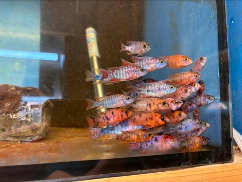 Aulonocara marmelade OB, Dieren en Toebehoren, Vissen | Aquariumvissen, Vis