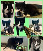 Kittens zoeken een huisje! GERESERVEERD ONDER VOORBEHOUD, Meerdere dieren, Kortharig, 0 tot 2 jaar