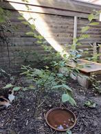 Jonge boswilg gratis, Ophalen, Volle zon, Overige soorten, 100 tot 250 cm