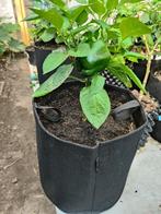 Vruchtzettende Paprika plant 33.7L Pot, Ophalen, Volle zon, Zomer, Groenteplanten