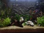 Superfish Home 110L Aquarium + Meubel, Ophalen, Zo goed als nieuw, Leeg aquarium