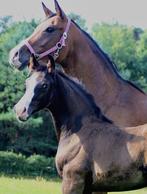 Zeer sterk bewegend merrieveulen te koop, Dieren en Toebehoren, Paarden, Merrie, Niet van toepassing, Dressuurpaard, 0 tot 2 jaar