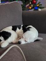 Chiwinie met de naam gucci, 15 weken tot 1 jaar, Teef, Eén hond, Middel