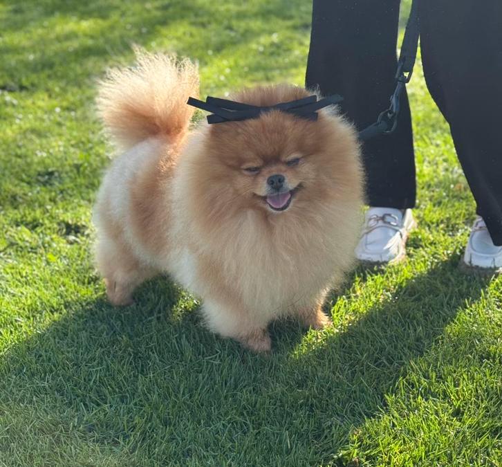Pomeriaan dekreu fci stamboom & getest & neusmeting, Dieren en Toebehoren, Honden | Dekreuen, Reu, Particulier, Eén hond, Nederland