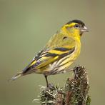 Sijs (carduelis spinus) 2025 Wildkleur, Dieren en Toebehoren, Ophalen, Nieuw, Overige typen