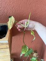 Philodendron Micans Mint - kopstek, Huis en Inrichting, Kamerplanten, Ophalen of Verzenden, Overige soorten, Minder dan 100 cm