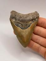 Haaientand Megalodon 8 centimeter, Verzamelen, Mineralen en Fossielen, Ophalen of Verzenden, Fossiel
