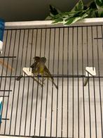 Kanarie koppel, Meerdere dieren