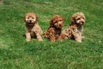 Labradoodle x cockapoo pups, Dieren en Toebehoren, Overige rassen, 8 tot 15 weken, Meerdere, Meerdere dieren