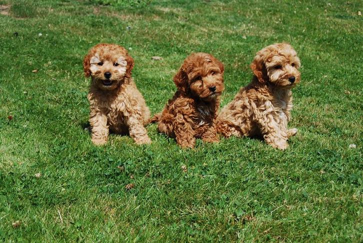 Labradoodle x cockapoo pups, Dieren en Toebehoren, Honden | Retrievers, Spaniëls en Waterhonden, Meerdere dieren, Overige rassen