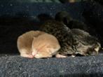 Prachtige rode kitten INGEËNT en check dierenarts, Dieren en Toebehoren, Kortharig, 0 tot 2 jaar, Kater