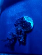 Hystrix, Overige typen, Zoutwatervis