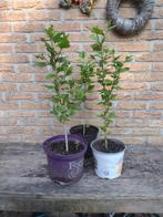 Hibiscus struikjes 50 a 60 cm diverse kleuren, Tuin en Terras, Planten | Struiken en Hagen, Ophalen, Overige soorten, Minder dan 100 cm