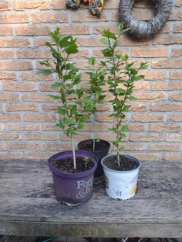 Hibiscus struikjes 50 a 60 cm diverse kleuren  beschikbaar voor biedingen