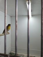 Citroenborst edelzanger ( man ), Dieren en Toebehoren, Vogels | Overige Vogels, Mannelijk, Tropenvogel, Geringd