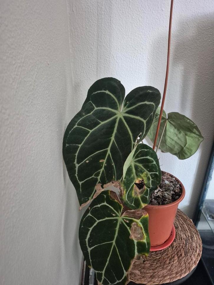 Kneusje Anthurium Clarinervium, Tuin en Terras, Planten | Tuinplanten, Vaste plant, Overige soorten, Halfschaduw, Bloeit niet