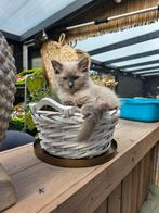 Ragdoll katertje blue mink, Dieren en Toebehoren, Katten en Kittens | Raskatten | Langhaar, Meerdere dieren, Gechipt, 0 tot 2 jaar