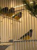 Koppel Gouldamadines, Dieren en Toebehoren, Vogels | Overige Vogels, Meerdere dieren, Geringd
