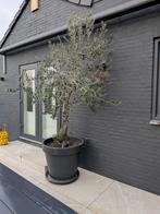 Olijfboom 110cm stamhoogte  in antraciet pot, Tuin en Terras, Planten | Bomen, 100 tot 250 cm, Olijfboom, Zomer, Ophalen