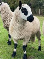kerry hill dekram, Dieren en Toebehoren, Schapen, Geiten en Varkens, Mannelijk, Schaap
