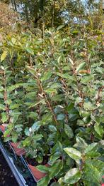 Eleagnus compacta (Olijfwilg) 70 /80 nu €8,50, Ophalen, Overige soorten