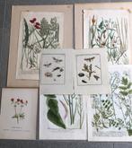 Diverse oude prenten van bloemen grassen en vlinders, Antiek en Kunst, Kunst | Etsen en Gravures, Ophalen of Verzenden