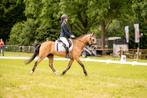 Onwijs mooie en lieve pony, Dieren en Toebehoren, Pony's, Gechipt, Ruin, L, 11 jaar of ouder