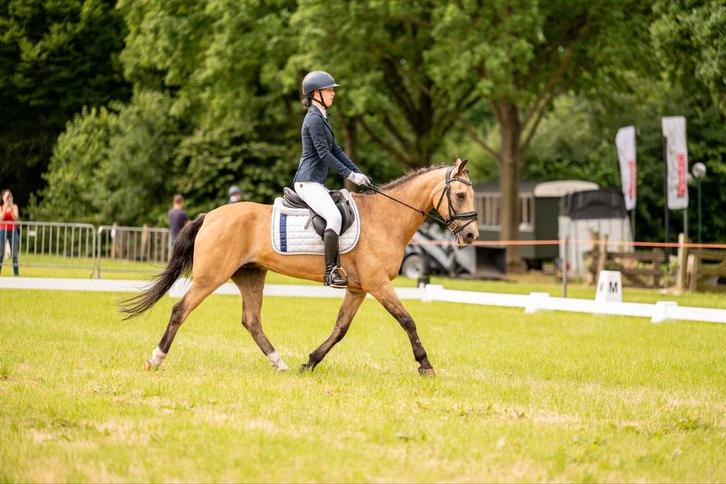 Onwijs mooie en lieve pony, Dieren en Toebehoren, Pony's, Ruin, L, D pony (1.37m tot 1.48m), Recreatiepony, 11 jaar of ouder, Met stamboom