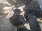 11 weken konijn, Dieren en Toebehoren, Konijnen, Mannelijk