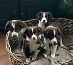 Prachtige BORDER COLLIE x HEIDEWACHTEL pups - reutjes, Dieren en Toebehoren, Nederland, Reu, CDV (hondenziekte), 8 tot 15 weken