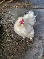 Zijdehoender haan, Dieren en Toebehoren, Pluimvee, Mannelijk, Kip