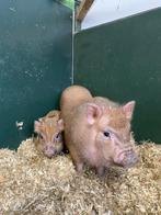 Minivarkens | Jonge biggentjes in verschillende kleuren!, Dieren en Toebehoren, Schapen, Geiten en Varkens, Meerdere dieren, 0 tot 2 jaar