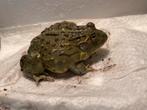 Afrikaanse stierkikker / Pyxicephalus adspersus 0.0.4, Dieren en Toebehoren, Reptielen en Amfibieën, Slang, 0 tot 2 jaar