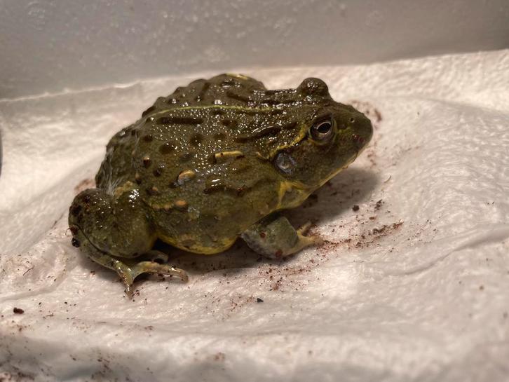 Afrikaanse stierkikker / Pyxicephalus adspersus 0.0.3, Dieren en Toebehoren, Reptielen en Amfibieën, Slang, 0 tot 2 jaar