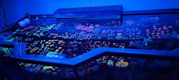 Mooie koralen voor het zeeaquarium! beschikbaar voor biedingen