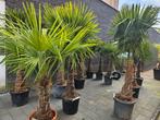 Palmboom winterhard meerdere maten beschikbaar, nu Korting!, Ophalen of Verzenden, Zomer, Volle zon, Palmboom