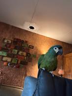 Ara Maracana man, Dieren en Toebehoren, Vogels | Parkieten en Papegaaien, Mannelijk, Papegaai, Geringd