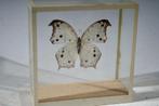 2563- Opgezette vlinder in vitrine, Dieren en Toebehoren, Insecten en Spinnen, Vlinders of Rupsen
