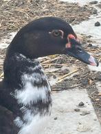 Koppel muskuseenden, Dieren en Toebehoren, Pluimvee, Meerdere dieren, Eend