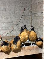 Vorwerk kippen te koop, Dieren en Toebehoren, Pluimvee, Vrouwelijk, Kip