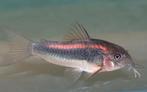 Corydoras (OSTEOGASTER) CW023, Dieren en Toebehoren, Vis, Zoetwatervis