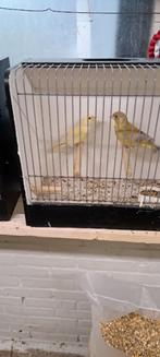 groenlingen, Dieren en Toebehoren, Vogels | Overige Vogels, Meerdere dieren, Wildzangvogel, Geringd