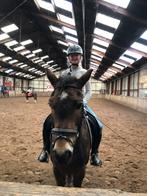 Verzorgpony of paard gezocht, Ophalen, Zo goed als nieuw