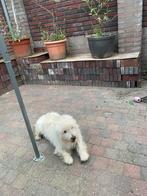 West highland white terriër Dekreu, Dieren en Toebehoren, Honden | Dekreuen, Reu, CDV (hondenziekte), Eén hond, 3 tot 5 jaar