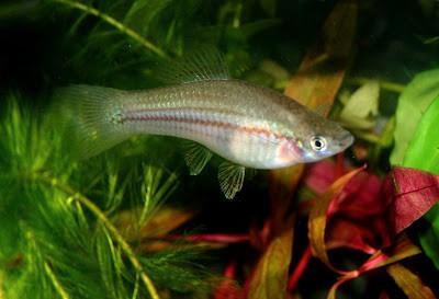 Aquarium vissen, Dieren en Toebehoren, Vissen | Aquariumvissen