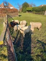 Schapen, Dieren en Toebehoren, Vrouwelijk, Schaap