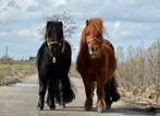 2 Shetland pony’s, Dieren en Toebehoren, Pony's, Merrie, Niet van toepassing, A pony (tot 1.17m), 3 tot 6 jaar
