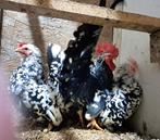 Chabo kriel kippen, Dieren en Toebehoren, Pluimvee, Meerdere dieren, Kip