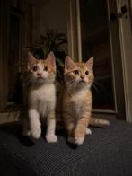 Kittens, Kater, 0 tot 2 jaar